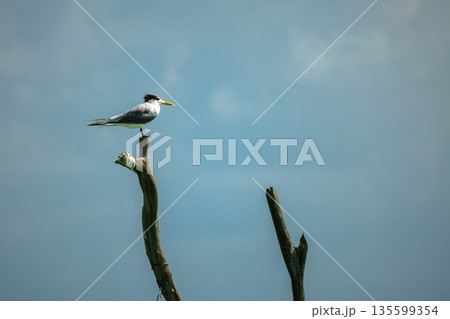 Great crested tern perched on wooden shrimp fishing pole above calm turquoise sea on Koh Samui with wide copy space and clear tropical sky Great crested tern perched on wooden shrimp fishing pole above calm turquoise sea on Koh Samui with wide copy space and clear tropical sky 135599354