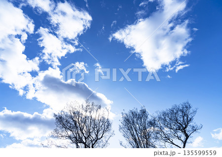 冬空と雲と木立 冬空と雲と木立 135599559