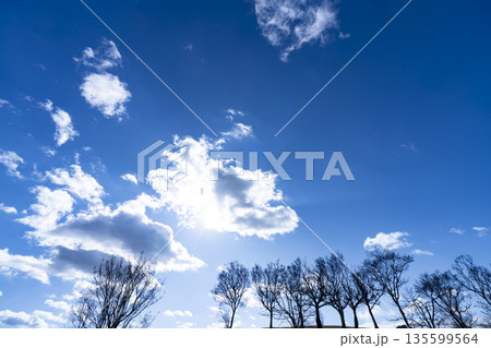 冬空と雲と木立 冬空と雲と木立 135599564