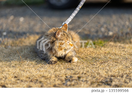 リードを付けて外に出ている猫　ハーネスを付けられてしゃがみ込んでいるさび猫のリアルな写真 135599566