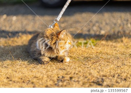 リードを付けて外に出ている猫 ハーネスを付けられてしゃがみ込んでいるさび猫のリアルな写真 リードを付けて外に出ている猫 ハーネスを付けられてしゃがみ込んでいるさび猫のリアルな写真 135599567