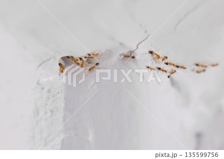 Ants pass ceiling hole to kitchen room. 135599756
