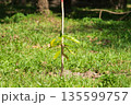 Dipterocarpus alatus or Yang Na is planting trees to renew the forest destruction. 135599757