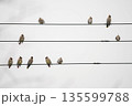電線にとまるヒレンジャク(キレンジャク)の群れ 135599788
