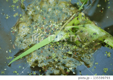 Agile frog Rana dalmatina European eggs laid close-up attached to the tree branches roots and leaves detail. Typically fixed spawn clump under water. Water reproduction ecology and conservation 135599793
