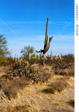 Old Saguaro Cactus Sonora desert Arizona Old Saguaro Cactus Sonora desert Arizona 135600367