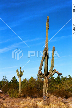 Old Saguaro Cactus Sonora desert Arizona 135600373
