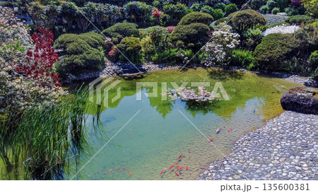 Japanese garden in Le Havre with pondd andd redd fishes(not KOI 135600381