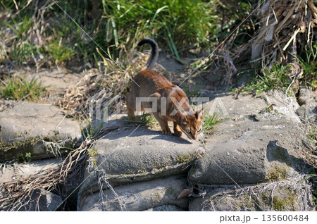 猫 野良猫 地域猫 東村山市北山公園 東村山浄化センター公園 猫 野良猫 地域猫 東村山市北山公園 東村山浄化センター公園 135600484