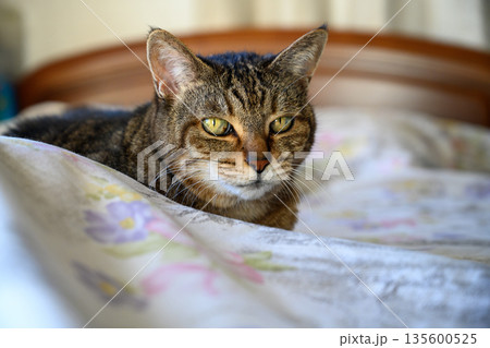 ベッドでくつろぐトラ猫 ベッドでくつろぐトラ猫 135600525