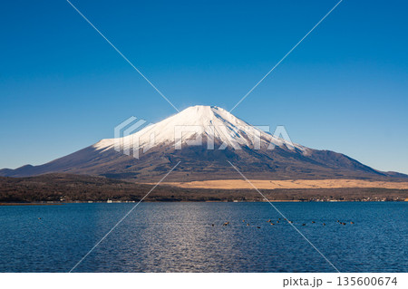 【山梨県】山中湖から見る富士山 135600674