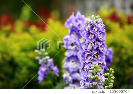 デルフィニウム デルフィニューム ヒエンソウ 135600704