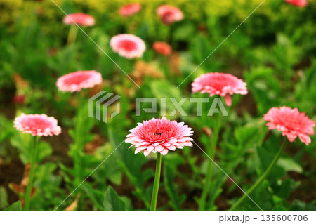 ガーベラ アフリカセンボンヤリ ガーベラ属 135600706