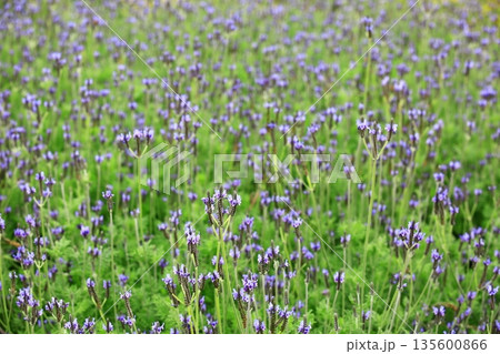 花 フラワー お花 135600866