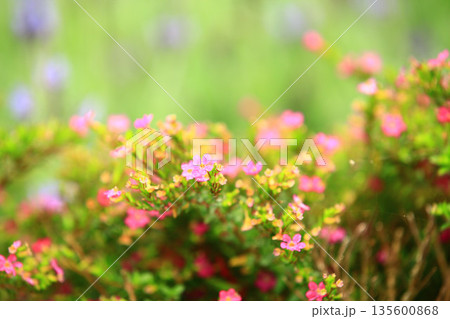 花 フラワー お花 135600868