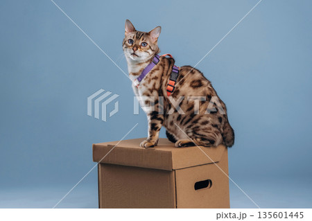 Beautiful Bengal cat against a light blue background 135601445