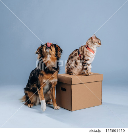 Dog and cat are with box against blue background 135601450