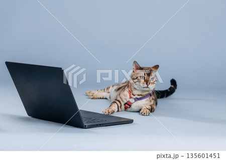 Laying down by the laptop. Beautiful Bengal cat against a light blue background Laying down by the laptop. Beautiful Bengal cat against a light blue background 135601451