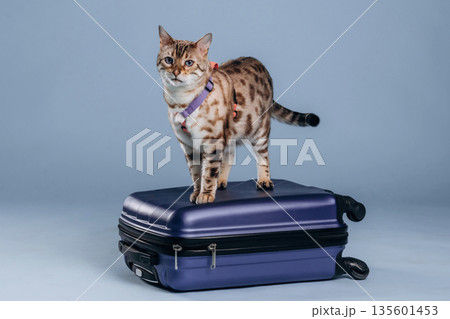 Suitcase is on the floor. Beautiful Bengal cat against a light blue background 135601453
