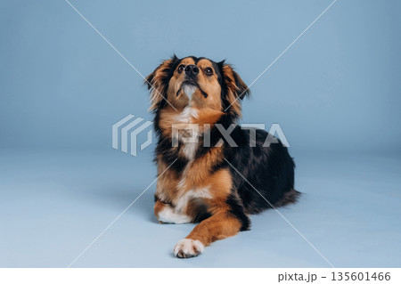 Sitting, relaxed. A beautiful mixed-breed dog against a light blue background Sitting, relaxed. A beautiful mixed-breed dog against a light blue background 135601466