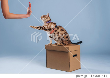 Hello, high five gesture for a woman. Beautiful Bengal cat against a light blue background Hello, high five gesture for a woman. Beautiful Bengal cat against a light blue background 135601514