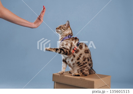 Hello, high five gesture for a woman. Beautiful Bengal cat against a light blue background Hello, high five gesture for a woman. Beautiful Bengal cat against a light blue background 135601515