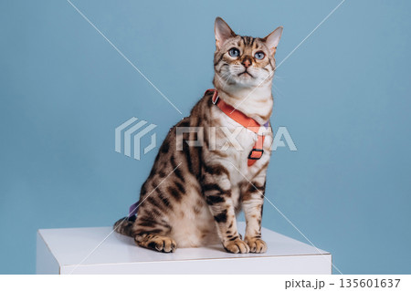 Sitting on the white cube. Beautiful Bengal cat against a light blue background 135601637