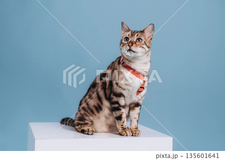 In the studio with white cube. Beautiful Bengal cat against a light blue background In the studio with white cube. Beautiful Bengal cat against a light blue background 135601641