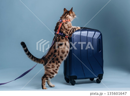 Playing with the suitcase. Beautiful Bengal cat against a light blue background Playing with the suitcase. Beautiful Bengal cat against a light blue background 135601647