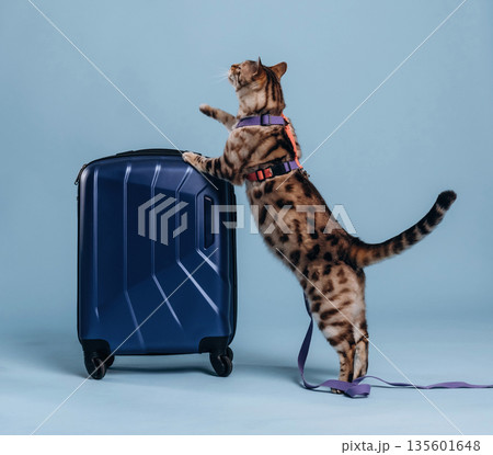 Playing with the suitcase. Beautiful Bengal cat against a light blue background Playing with the suitcase. Beautiful Bengal cat against a light blue background 135601648