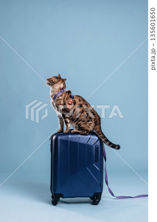 Playing with the suitcase. Beautiful Bengal cat against a light blue background Playing with the suitcase. Beautiful Bengal cat against a light blue background 135601650