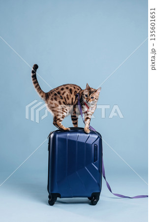 Playing with the suitcase. Beautiful Bengal cat against a light blue background 135601651