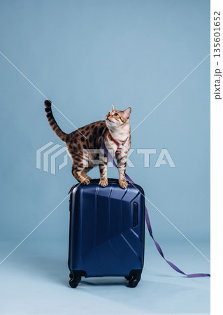 On top of suitcase. Beautiful Bengal cat against a light blue background 135601652