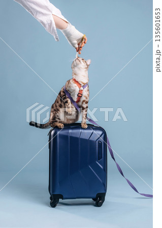 Eating sweets from woman's hand. Beautiful Bengal cat against a light blue background 135601653