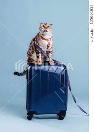 On top of suitcase. Beautiful Bengal cat against a light blue background On top of suitcase. Beautiful Bengal cat against a light blue background 135601655