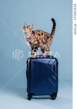 On top of suitcase. Beautiful Bengal cat against a light blue background On top of suitcase. Beautiful Bengal cat against a light blue background 135601656