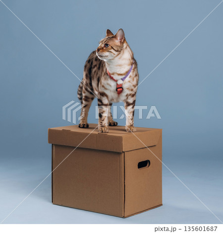 Animal is on the box. Beautiful Bengal cat against a light blue background Animal is on the box. Beautiful Bengal cat against a light blue background 135601687