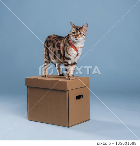 Animal is on the box. Beautiful Bengal cat against a light blue background 135601689