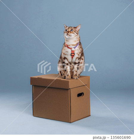 Animal is on the box. Beautiful Bengal cat against a light blue background Animal is on the box. Beautiful Bengal cat against a light blue background 135601690