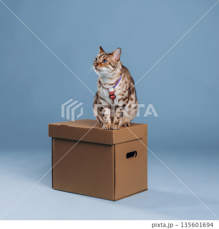 Beautiful Bengal cat against a light blue background Beautiful Bengal cat against a light blue background 135601694