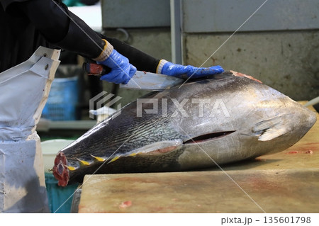 マグロ職人に捌かれる生の本マグロ 135601798