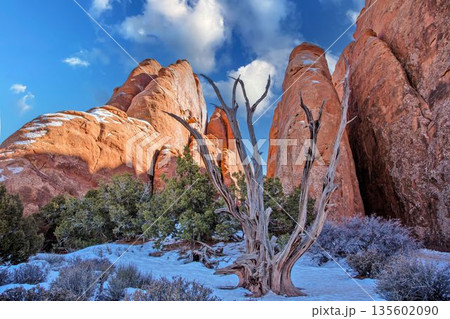 Dead tree with red cliffs in winter desert 135602090