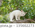 5月、すくすく育つ白い仔猫 135602273