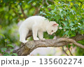 5月、すくすく育つ白い仔猫 135602274