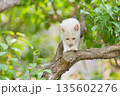 5月、すくすく育つ白い仔猫 135602276