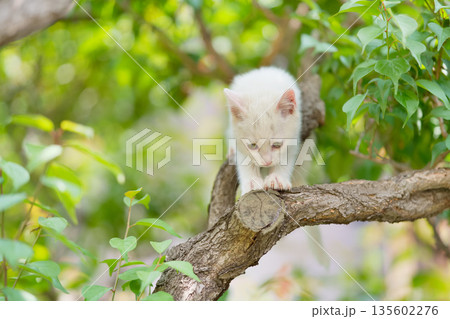 5月、すくすく育つ白い仔猫 5月、すくすく育つ白い仔猫 135602276