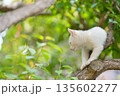 5月、すくすく育つ白い仔猫 135602277
