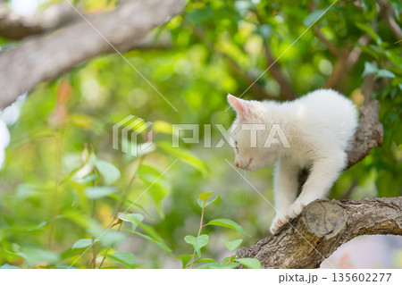 5月、すくすく育つ白い仔猫 135602277
