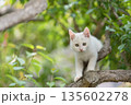 5月、すくすく育つ白い仔猫 135602278