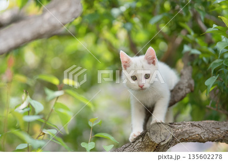 5月、すくすく育つ白い仔猫 5月、すくすく育つ白い仔猫 135602278